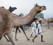 a man leading camels in India 