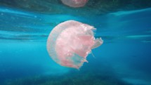 Jellyfish swim underwater