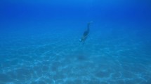 Man Underwater in the ocean With Speargun