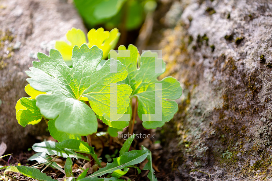 Leaves growing on ground surrounded by rocks