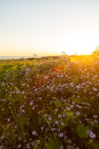 Beautiful sunset over flower field with ocean in background