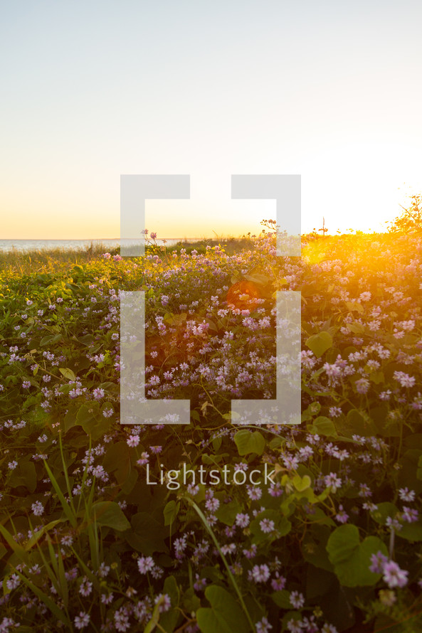 Beautiful sunset over flower field with ocean in background