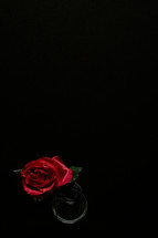 Red rose stem in a glass cup on black background.