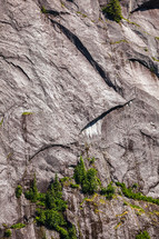 Trees growing in the cliff walls of a fjord in Southeast Alaska