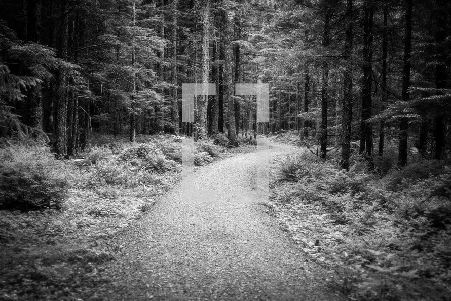 a trail through a forest 