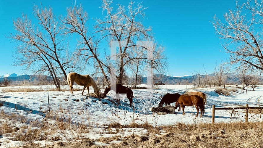 horses in a snow covered field 