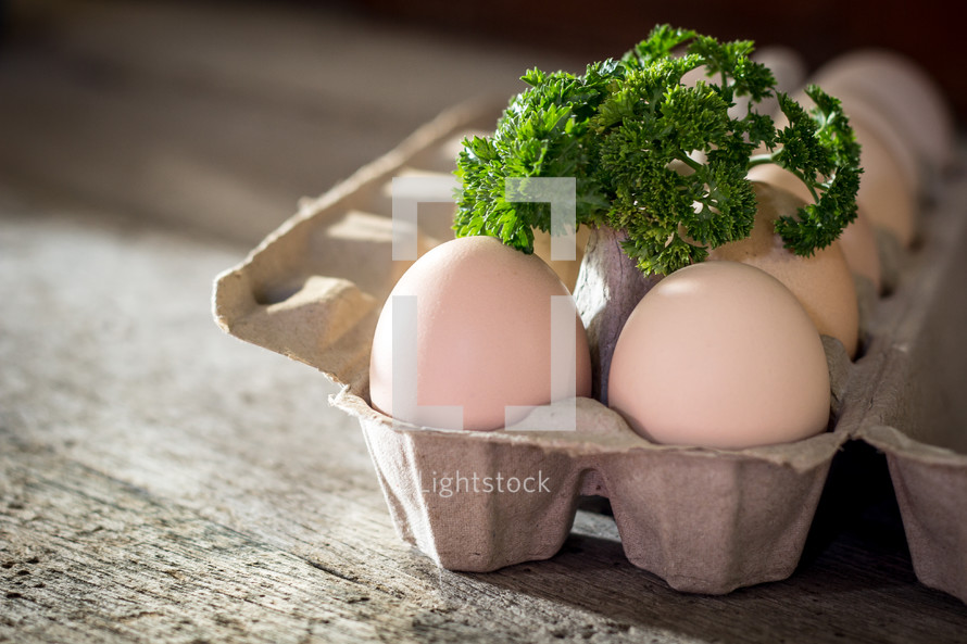 carton of eggs and parsley 