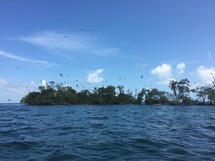 birds in flight over water 