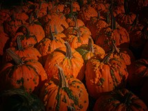 bumpy pumpkins 