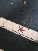 wet leaves on asphalt 