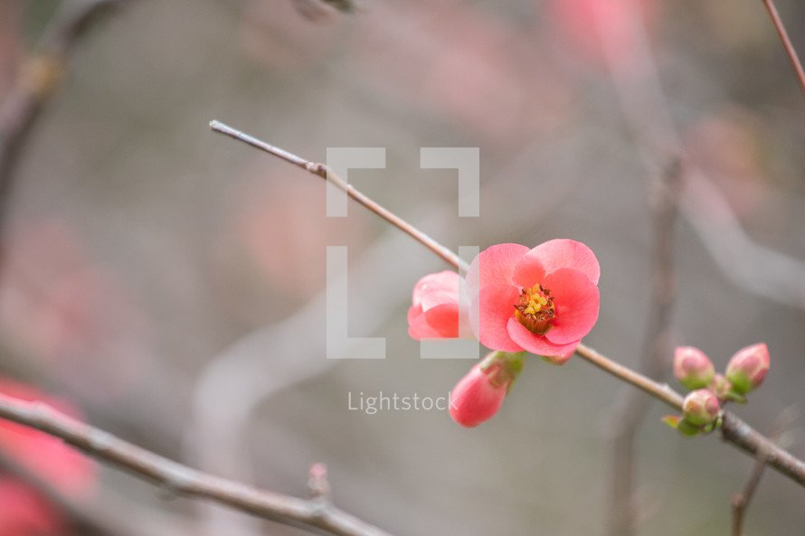 pink flowers on branches 