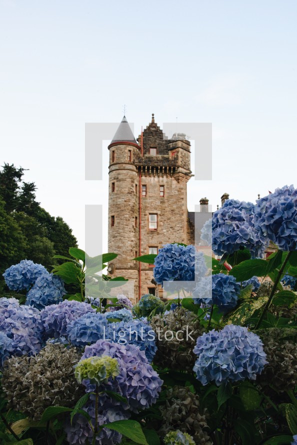 hydrangeas and castle tower 