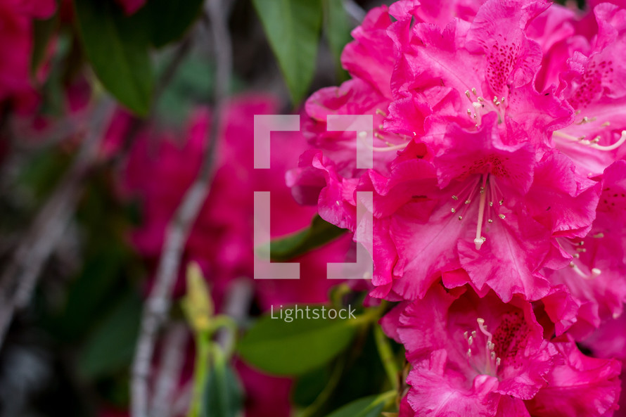 fuchsia rhododendron
