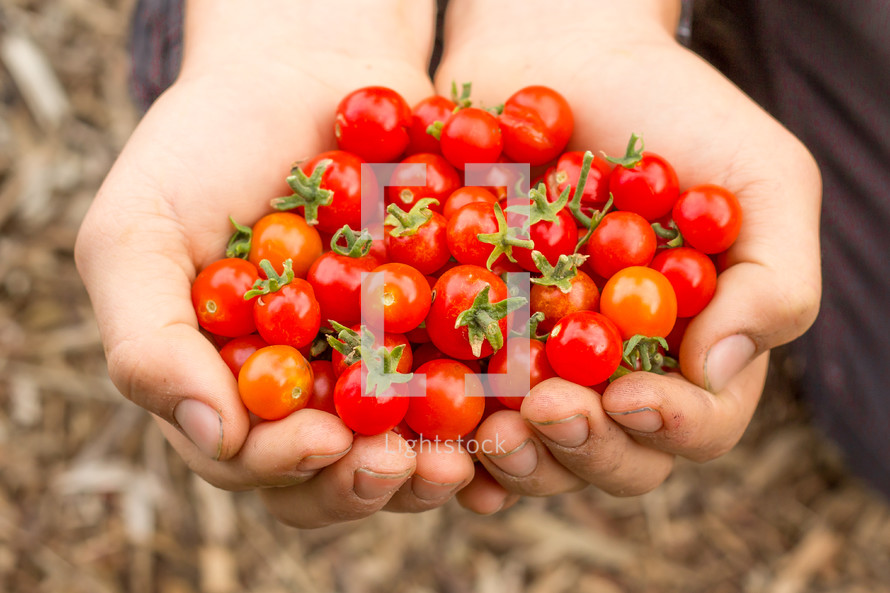 cupped hands holding tomatoes 