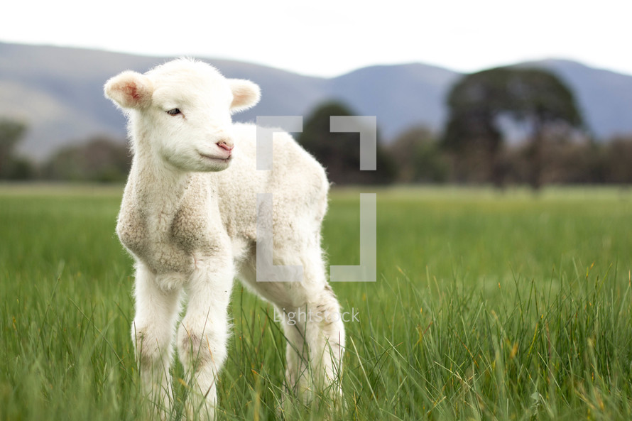 lamb in green grass