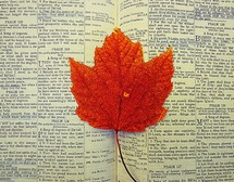 red maple leaf on the pages of a Bible 