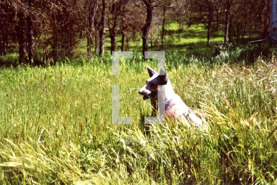 The Watcher in the woods - A German Shepherd dog enjoys a breezy summer in the mountains of Central California in a field of tall grass among the wooded trees of the mountains. 