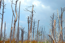 Katrina destruction broken trees 