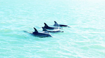 dolphins in the water 