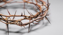 crown of thorns on a white background 