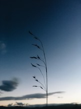 silhouette of a plant 