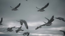 seagulls in flight over the ocean 