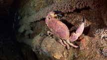 Atlantic Crab in the night - Atlantic France