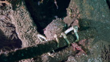 Common Spider Crab on a wreck in the night - Atlantic France