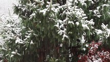 panning shot of snow falling in front of pine and maple trees