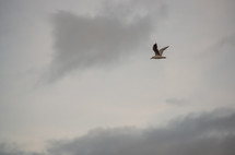 gull in flight 
