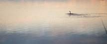 bird on the water in Canberra 