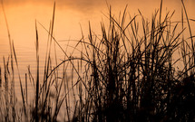 water reeds 