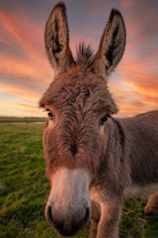 Donkey Poses for the Camera at Sunset
