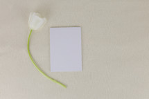white tulip and envelope 