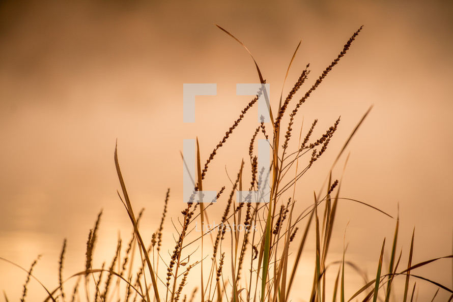 tall grasses in Canberra at sunset 
