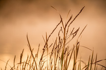 tall grasses in Canberra at sunset 