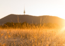 tall grasses at sunset 