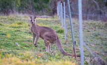 kangaroo 