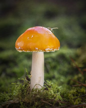 orange mushroom 