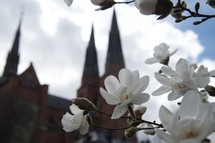 view of a Cathedral and white spring blossoms 