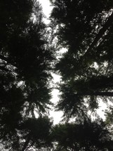 looking up to tree tops 