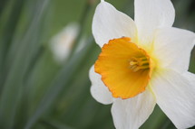 white daffodil with a yellow center 