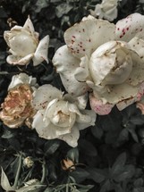dying roses 
