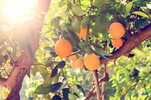 oranges growing in a tree 
