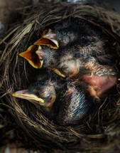 baby birds in a nest 