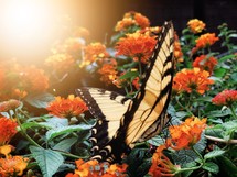 butterfly on orange flowers 