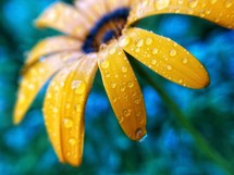 dew drops on a yellow flower 