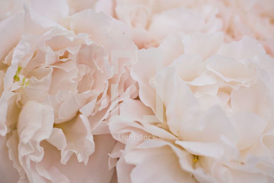 soft pink flowers 