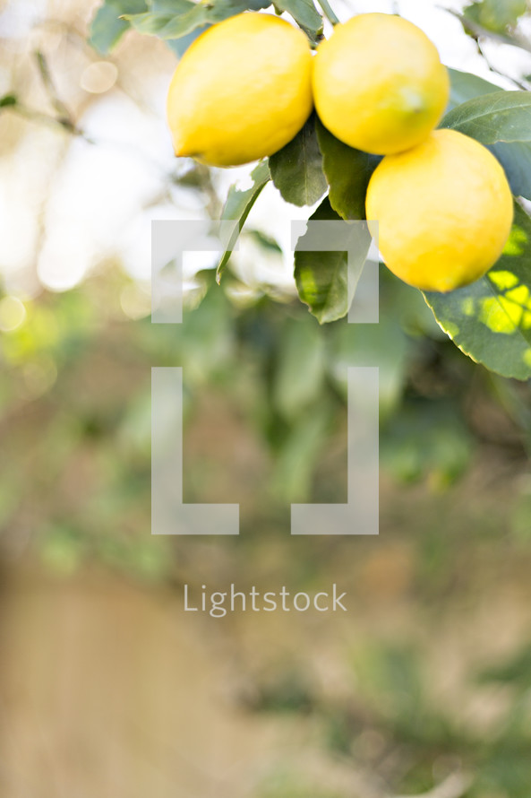 lemons on a tree