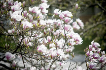 pink and white spring blossoms 